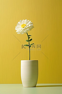 黄色背景木花瓶中的一朵小白花