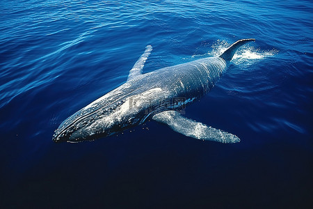 座头鲸在清澈的水中游泳