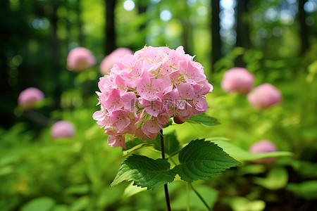 绿色森林中的一簇粉红色花朵