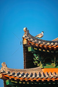 鸟蓝天背景图片_两只洋泾浜鸟在蓝天绿色宝塔的顶部