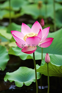 植物荷叶背景图片_粉红色的莲花，池塘底部周围有荷叶