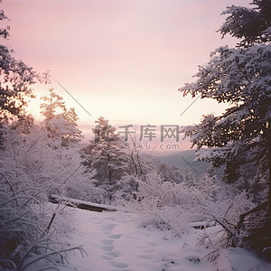 白雪覆盖的山坡上有松树