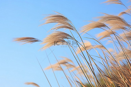 风吹椰子背景图片_在大风天气里，风吹过大芦苇