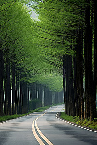 绿树道路背景图片_道路被绿树覆盖