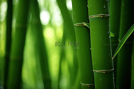 我我我我背景图片_我在翠绿的竹田里度过了第一天