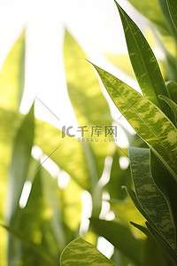 绿色植物的特写照片