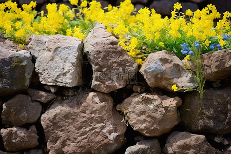 蓝色花田背景图片_石墙上有黄色和蓝色花朵的岩石