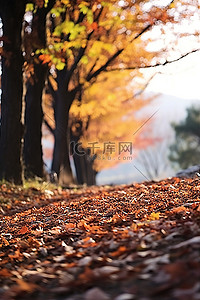 秋天落叶枫叶背景图片_人行道附近的树木倒下，树叶散落其中