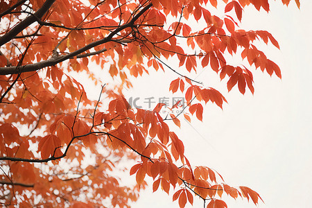 公园绿地树枝上的秋黄叶