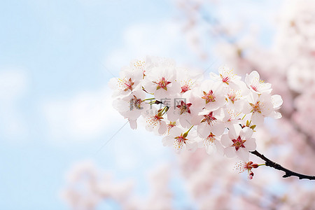 花卉樱花背景图片_樱花映衬蓝天的照片