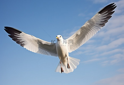 一只海鸥在高空飞翔