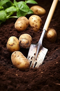 土里背景图片_土豆用铲子埋在土里