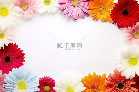 五颜六色的非洲菊花框空白与空白空间