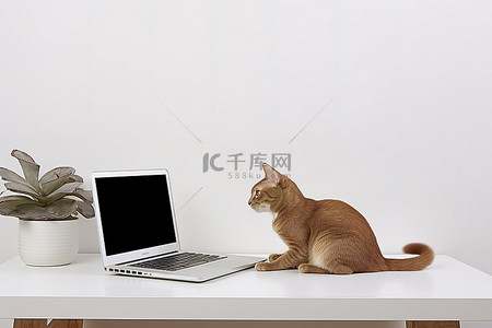 动物桌面猫背景图片_白色桌面，上面有一台笔记本电脑