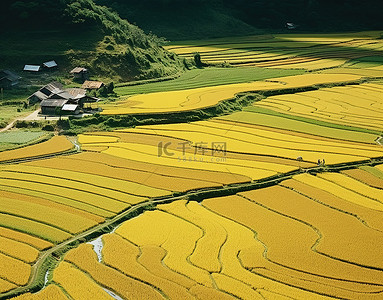 稻田村庄背景图片_被稻田包围的田野的鸟瞰图