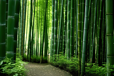 竹子森林背景图片_日本京都的竹林