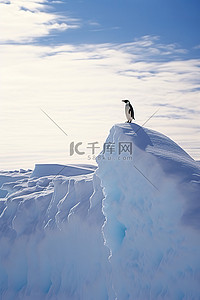 企鹅冰雪背景图片_企鹅站在冰雪覆盖的土地上