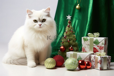 礼物猫背景图片_礼物旁边有一小块白色的食物