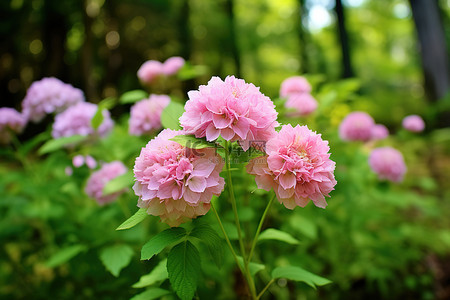 绿色森林中的一簇粉红色花朵