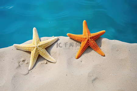 两只海星背景图片_水池旁边的沙子里有两只海星