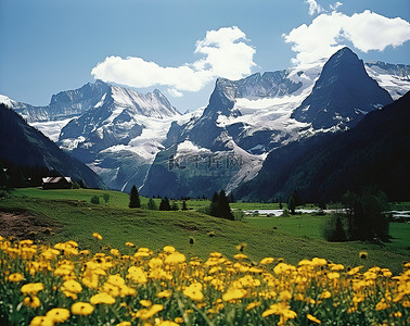 有黄色雏菊和雪山的山谷