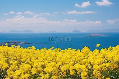 一大片黄色的花朵，背景是海洋