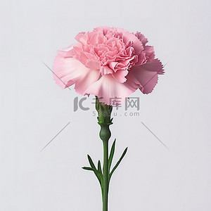 母亲节的康乃馨背景图片_一朵粉红色的康乃馨花长在杆子的顶部