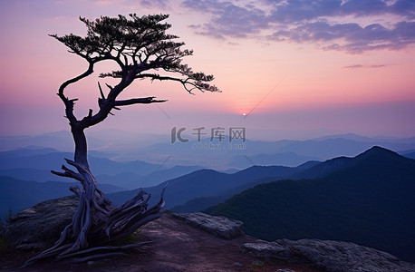 山顶上一棵孤独的树，俯瞰着日落的山谷