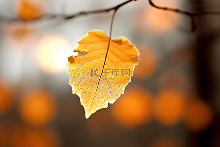 树上的蝉背景图片_秋天的树上坐着一片大叶子