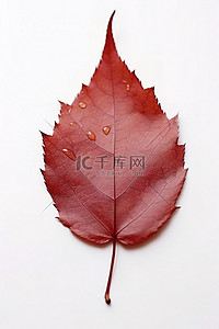 红棕色的叶子躺在白色的背景上