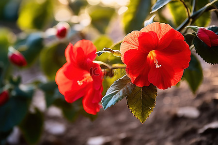 红花国潮背景图片_两朵红花在叶子和地面上的阳光下开花
