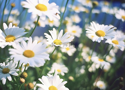 小雏菊背景图片_雏菊蜂位于一小群白色雏菊的中间
