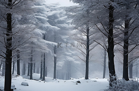 白雪皑皑的森林中的一小群树木
