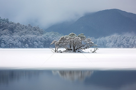 有树木和雪山的冬季景观