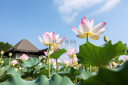 植物荷花背景图片_韩国花园里的荷花盛开