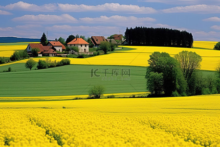 欧洲背景图片_一片黄色的麦田，有树木和房屋