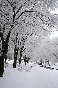 人行道旁的公园被雪和树木覆盖