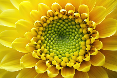菊花背景图片_一朵黄色花朵的特写，周围有绿色