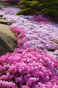 白色花背景图片_紫色的杜鹃花，白色的花朵，散落在地上