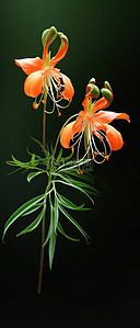 橙色花背景图片_有绿色树枝的橙色花植物