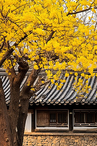 一座非常古老的小建筑位于开着黄色花朵的树下