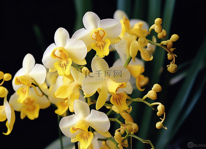 黄色兰花背景图片_黄色兰花与白色