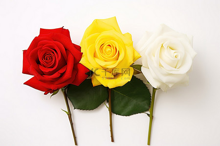 花玫瑰背景图片_红绿黄玫瑰