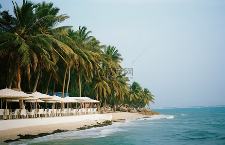 海滩俱乐部背景图片_拥有棕榈树俯瞰大海的海滩俱乐部