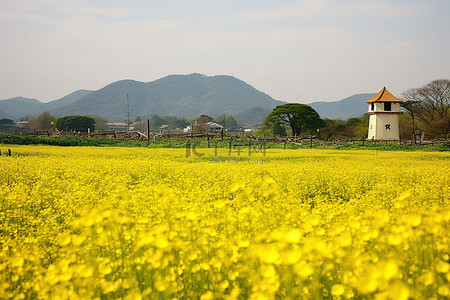 黄花背景图片_钟楼附近一片空旷的黄花田