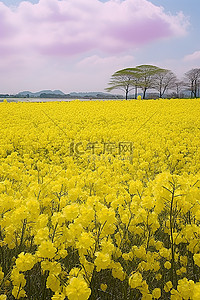 古迹背景图片_日本 Jukueki 春天的一片黄色叫声