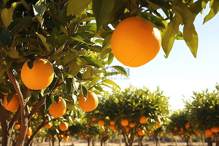 结果公布背景图片_澳大利亚的橙树全年结果