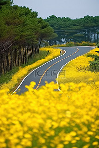 春天旅游背景背景图片_乡村道路周围的黄色花朵