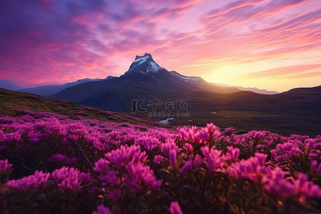 紫色天空下的粉红色花朵，背景是一座山