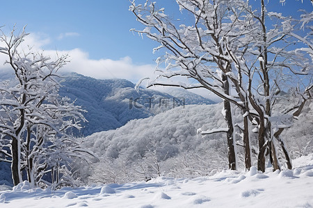 山坡上的树枝被雪覆盖